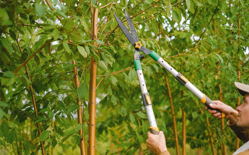 Tree trimming in Deerbrook, WI